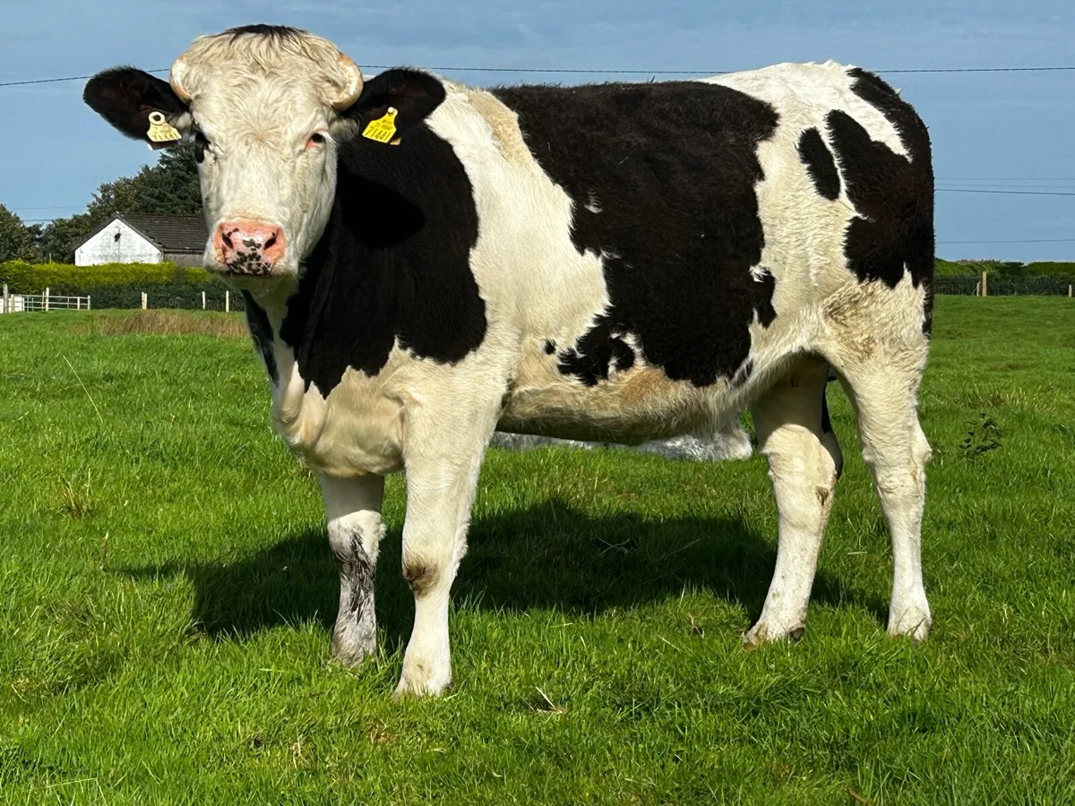 In-Calf Heifer Due 30th Of December To A.i Lim EBY - Image 4
