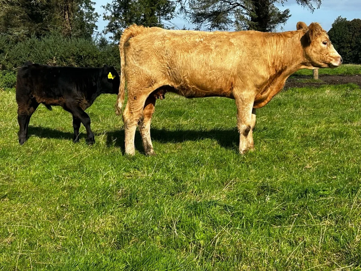 5 Star Charolais X Saler Heifer & Bull Calf @ Foot - Image 1