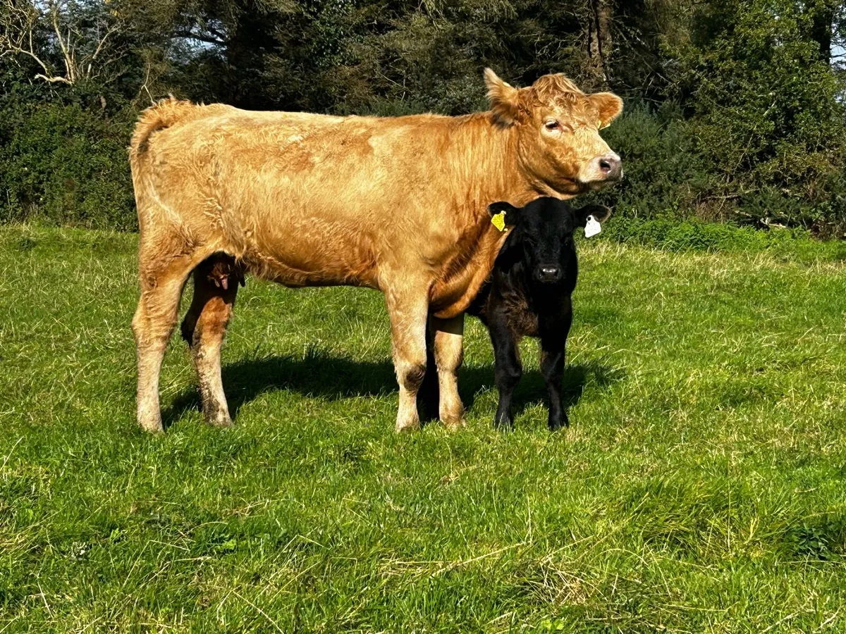 5 Star Charolais X Saler Heifer & Bull Calf @ Foot - Image 2