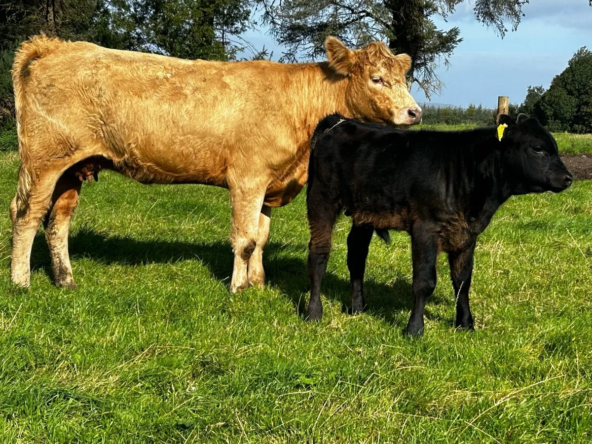 5 Star Charolais X Saler Heifer & Bull Calf @ Foot - Image 4