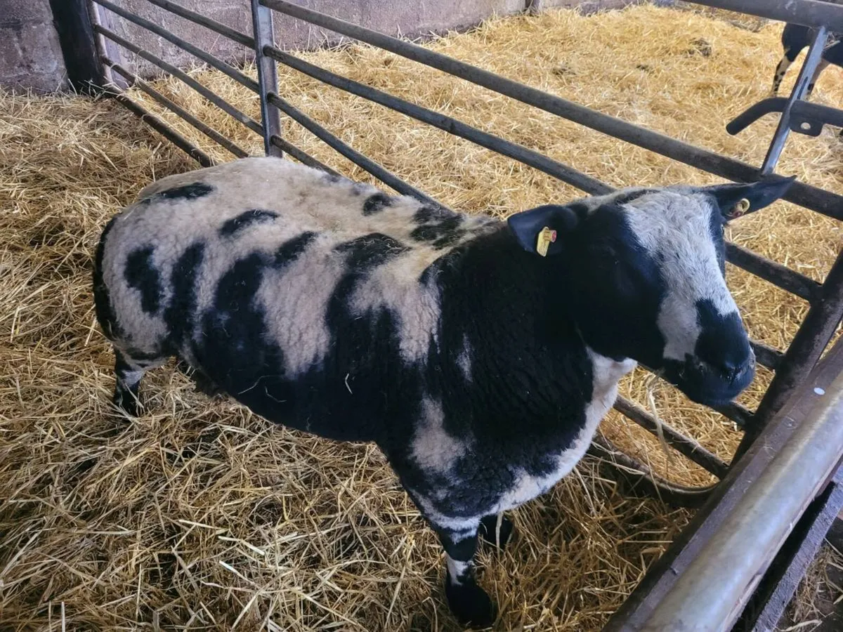 Pedigree Registered SIS Dutch Spotted Ram Lambs - Image 1