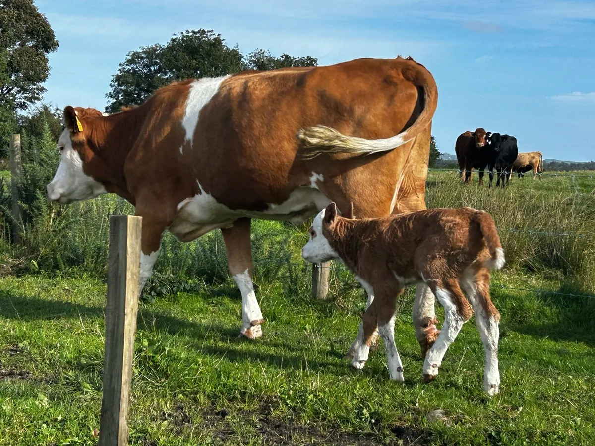 Two Freshly Calved Heifers With Heifer Calfs - Image 3
