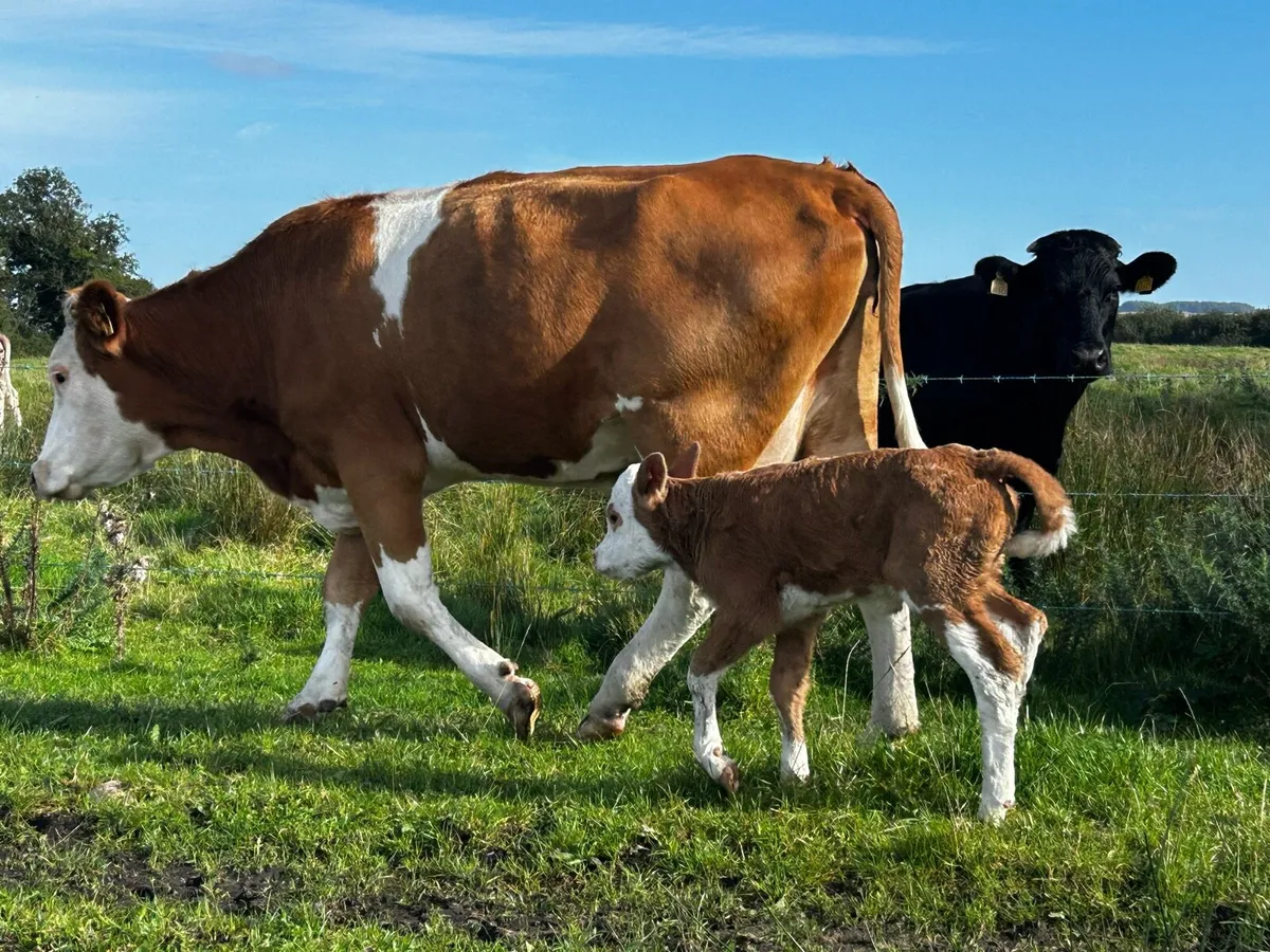Two Freshly Calved Heifers With Heifer Calfs - Image 4