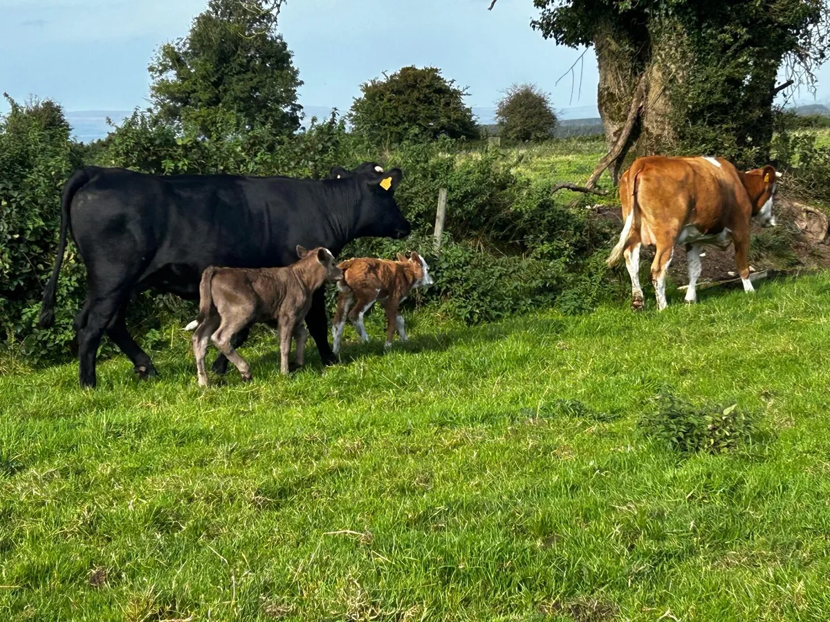 Two Freshly Calved Heifers With Heifer Calfs - Image 2