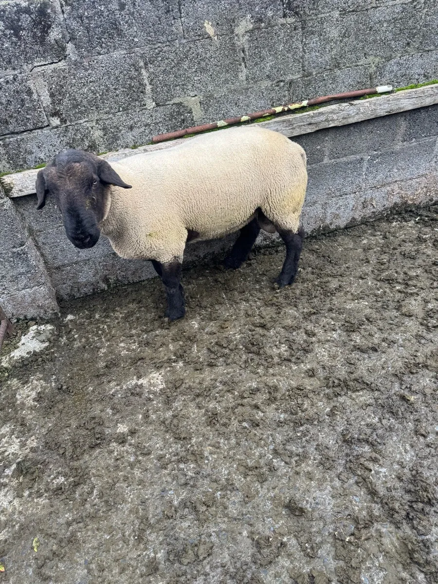 Ram - Image 2