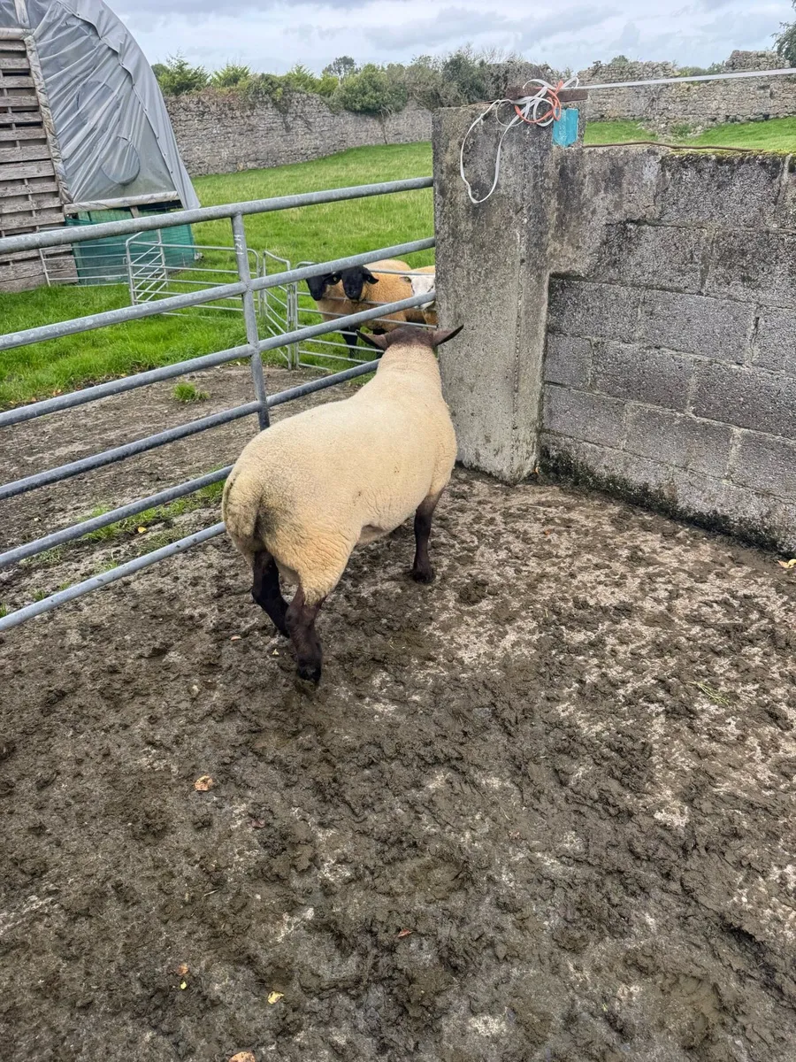 Ram - Image 1