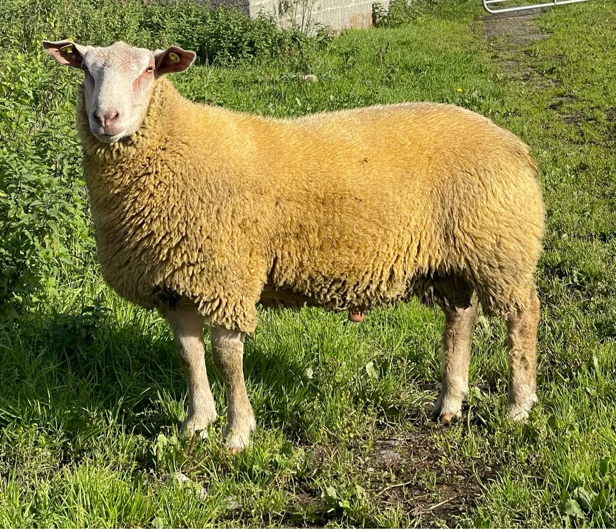 Pb Charollais Ram Lambs & Hogget Rams - Image 1