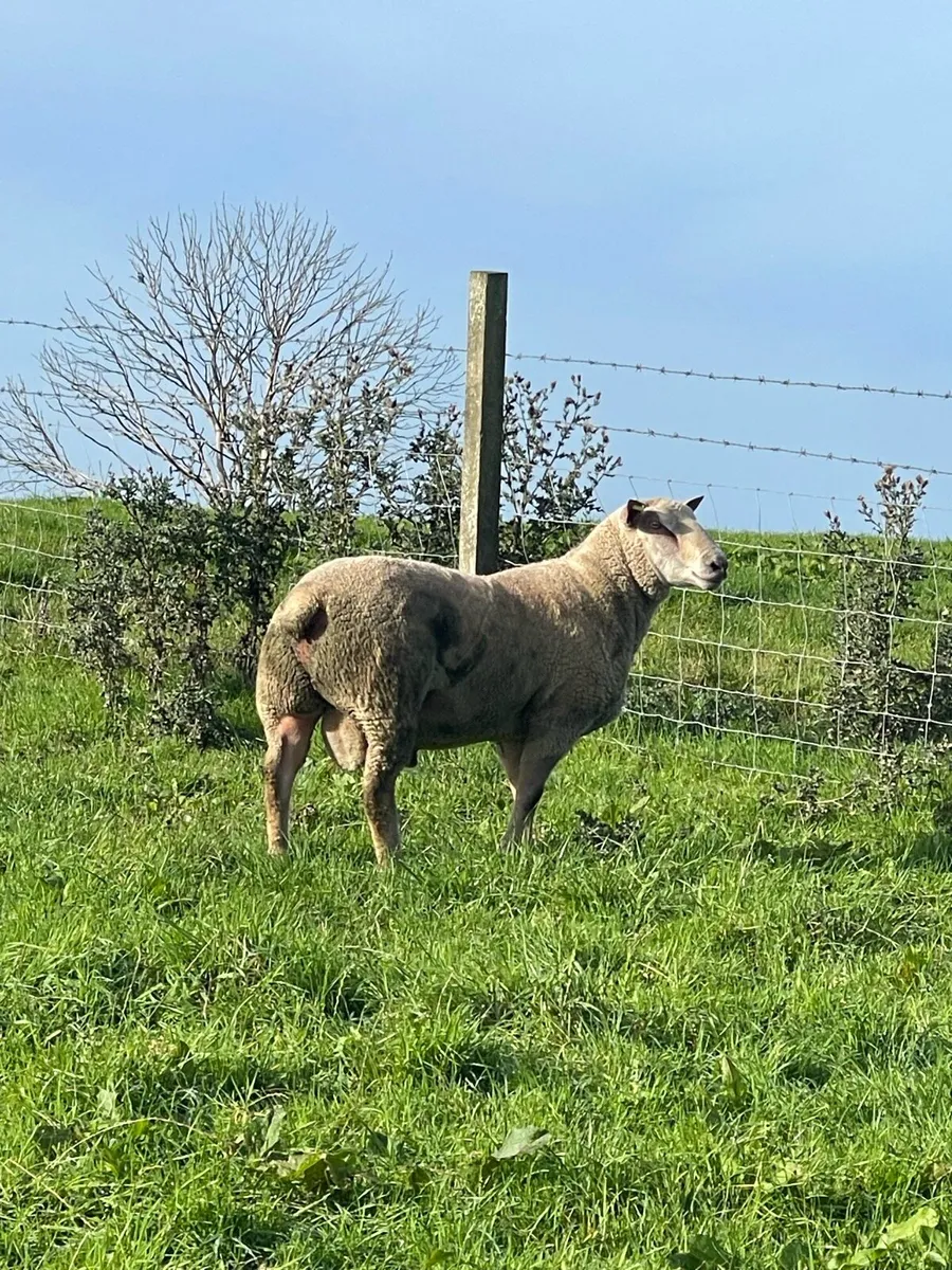 Pb Charollais Ram Lambs & Hogget Rams - Image 4