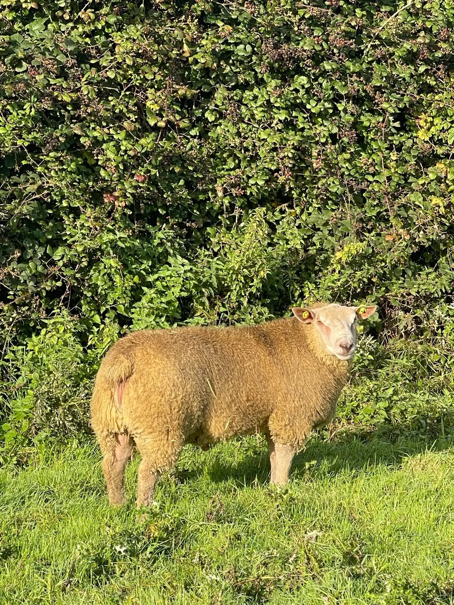 Pb Charollais Ram Lambs & Hogget Rams - Image 2