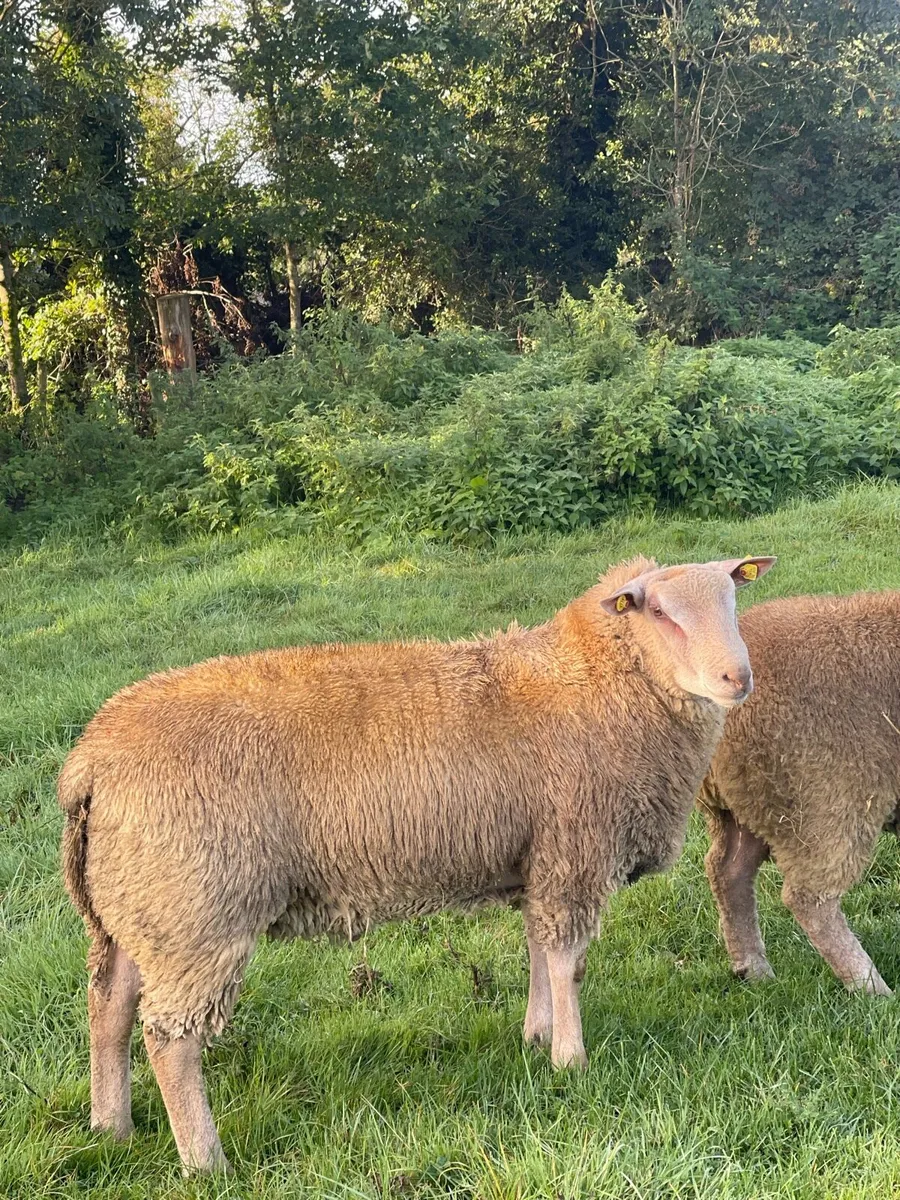 Pb Charollais Ram Lambs & Hogget Rams - Image 3