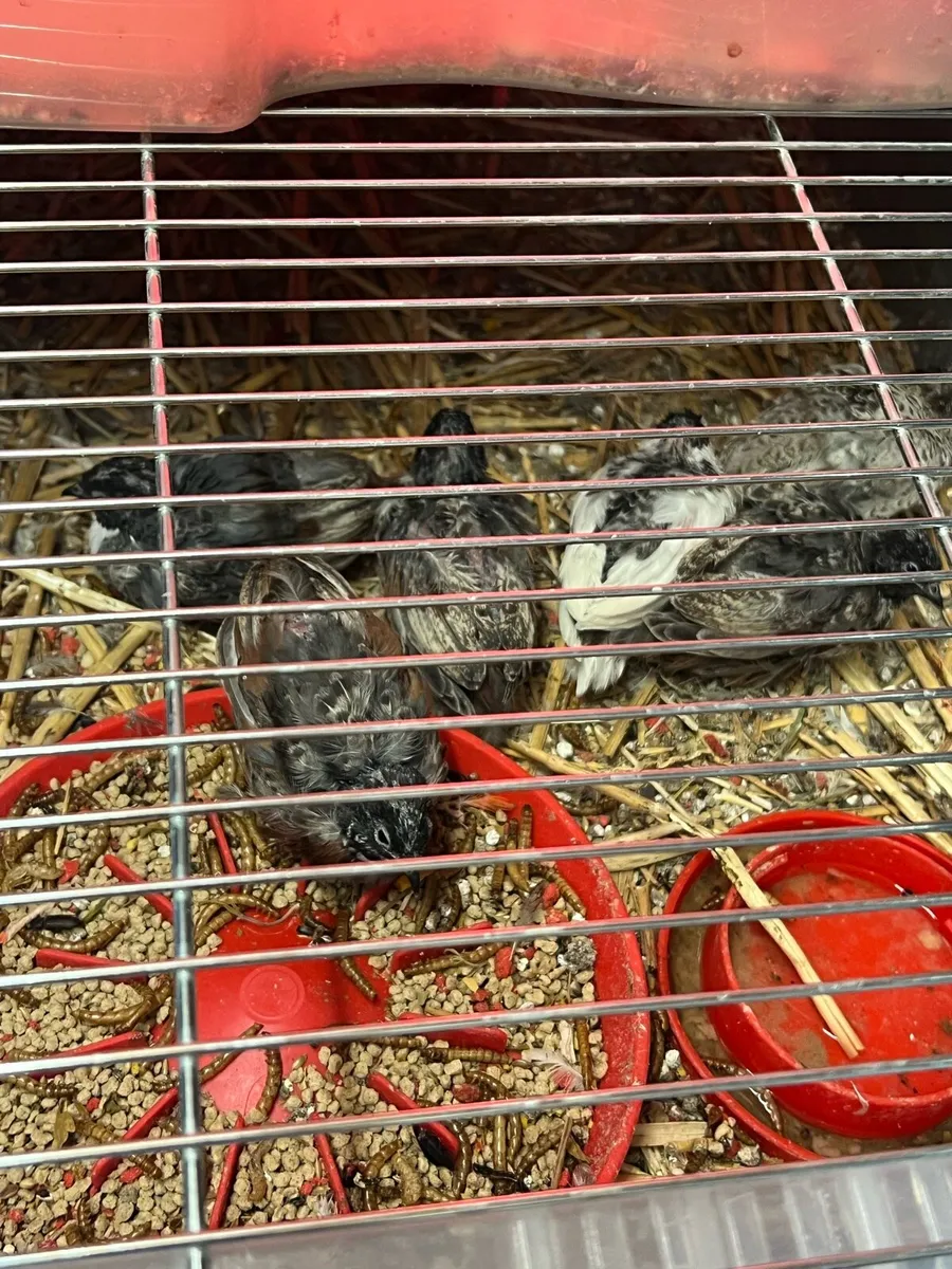 Button quail - Image 1