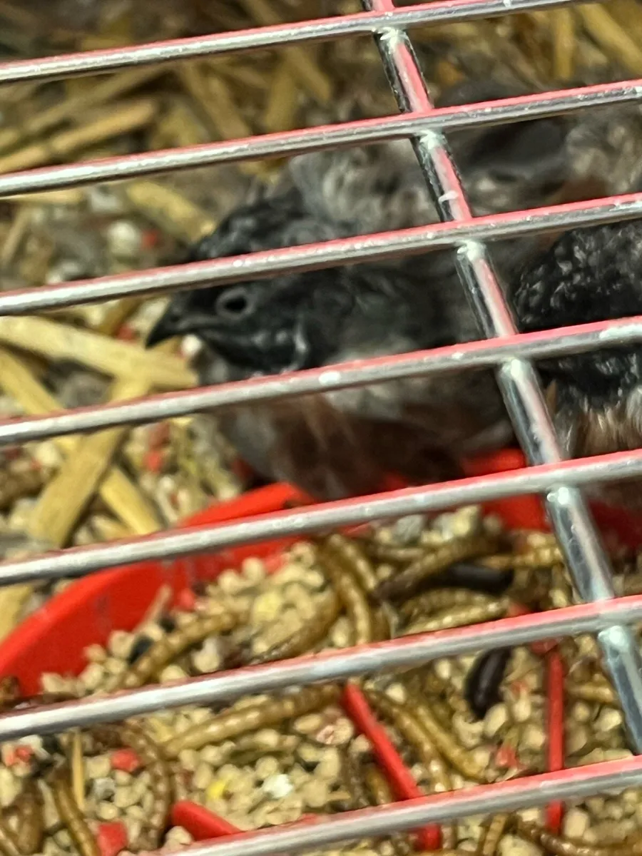 Button quail - Image 2