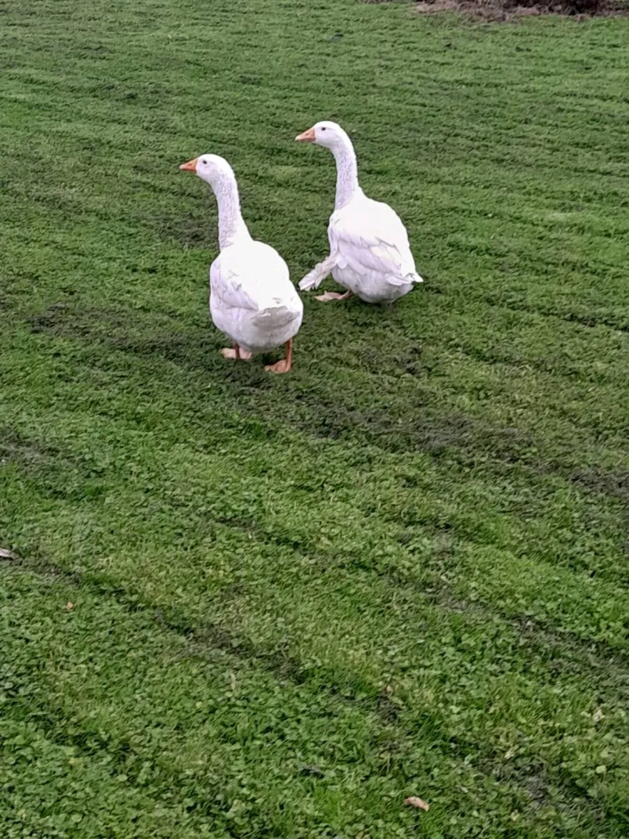 Geese - Image 1