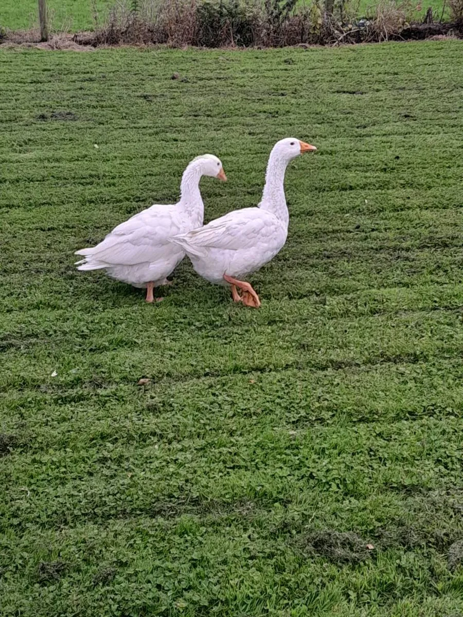 Geese - Image 2