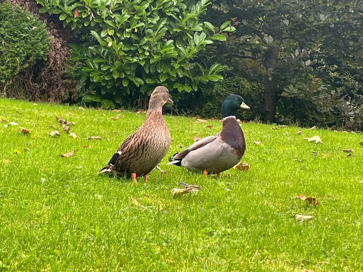 Call ducks pigeons mandarin bantam ferrets - Image 2