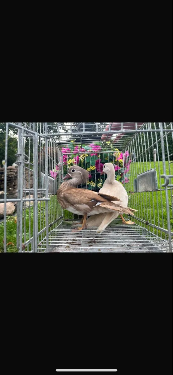 Call ducks pigeons mandarin bantam ferrets - Image 3