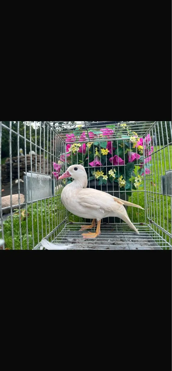 Call ducks pigeons mandarin bantam ferrets - Image 4