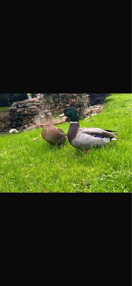 Call ducks pigeons mandarin bantam ferrets - Image 1