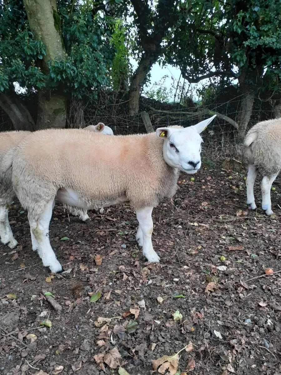 6 Ram Lambs all PBR Texel - Image 2