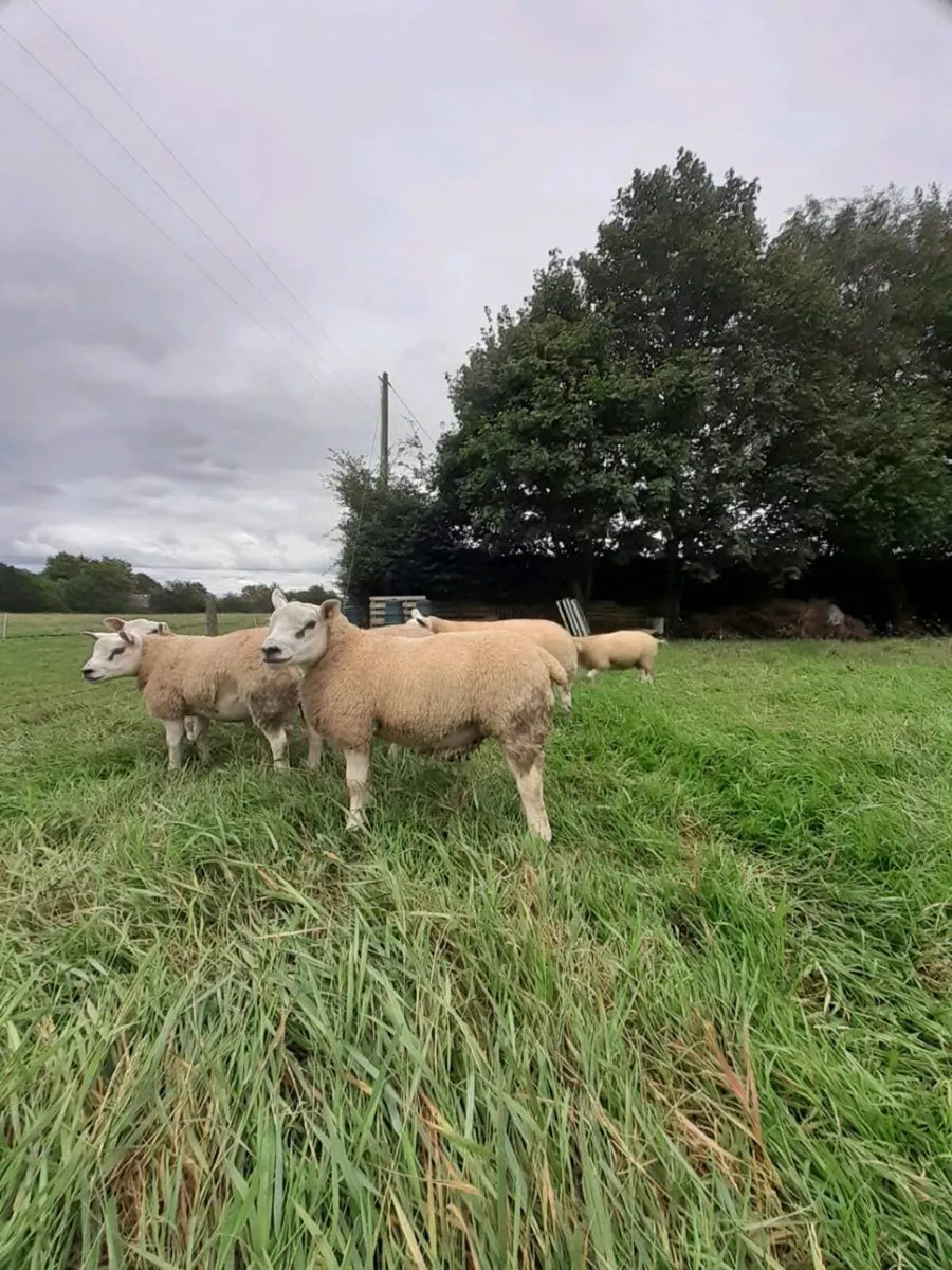 6 Ram Lambs all PBR Texel - Image 4