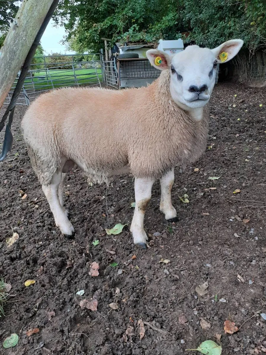 6 Ram Lambs all PBR Texel - Image 1