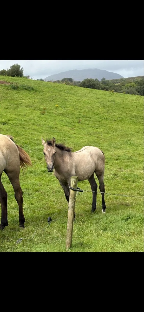 Dun Connemara x Irish draught filly foal - Image 3