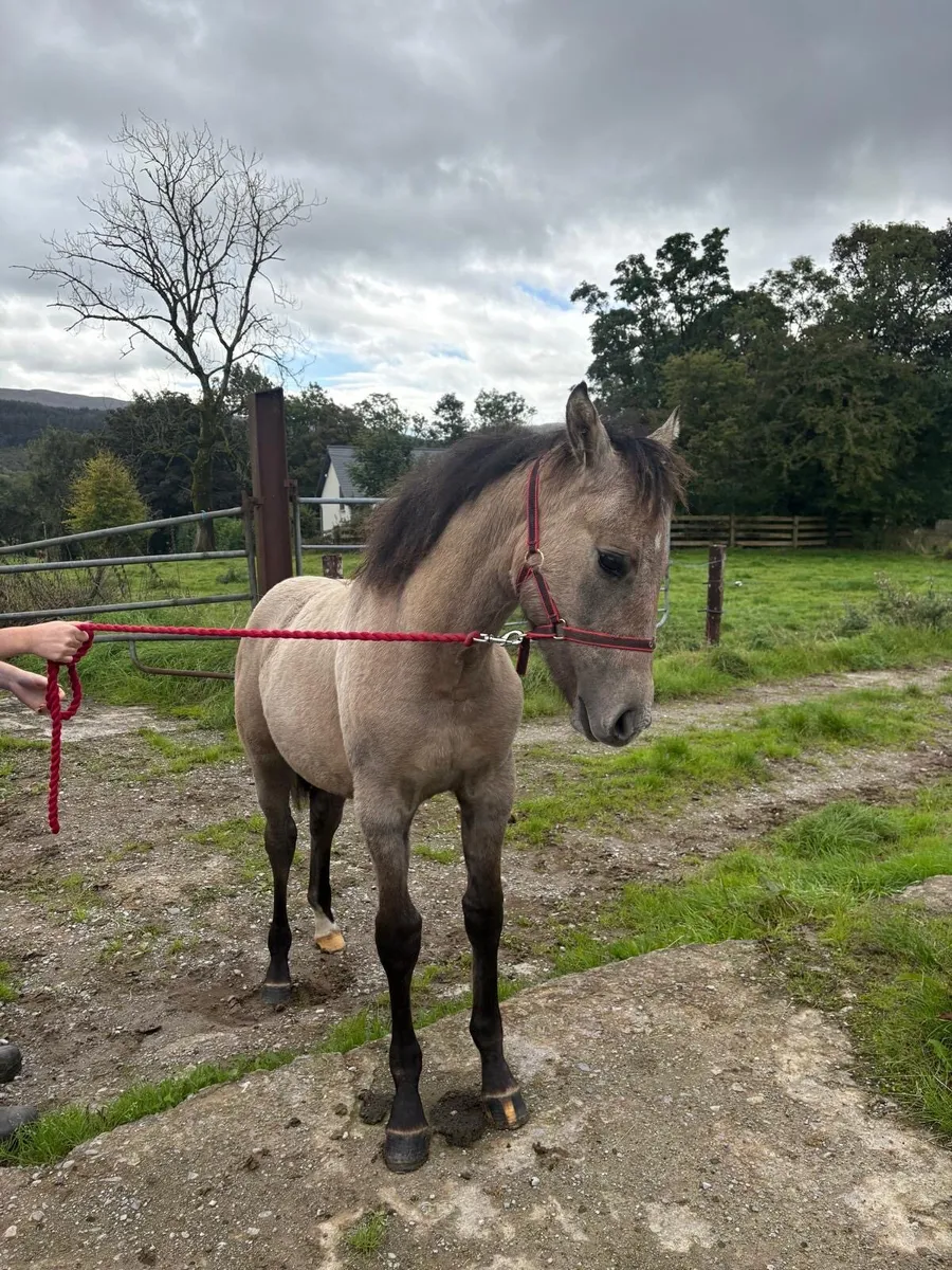 Dun Connemara x Irish draught filly foal - Image 4