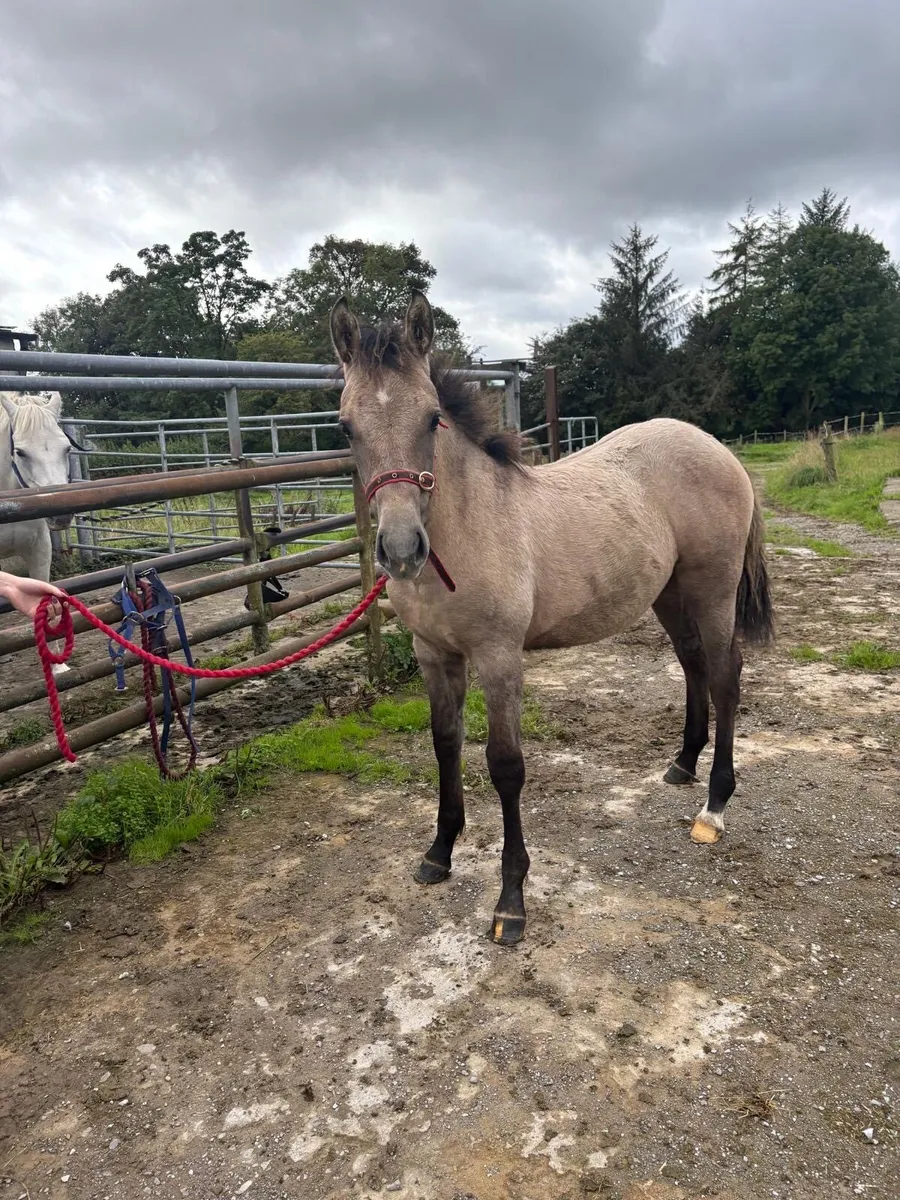 Dun Connemara x Irish draught filly foal - Image 1
