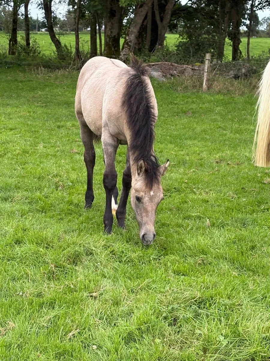 Dun Connemara x Irish draught filly foal - Image 2