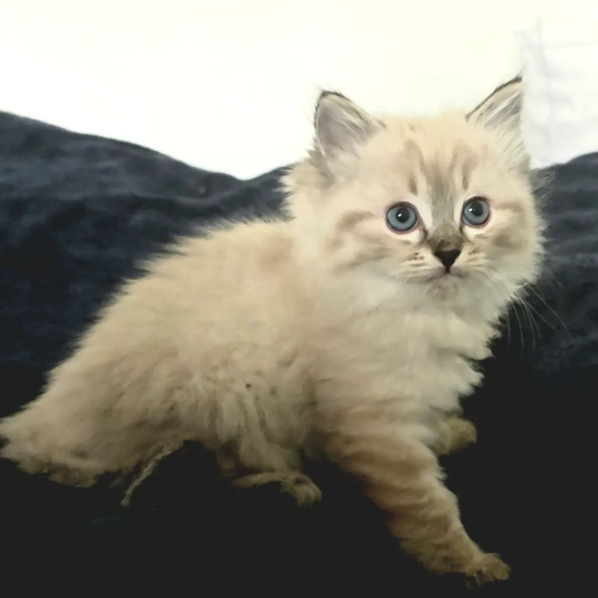 Siberian kittens - Image 1