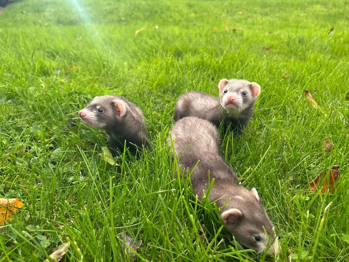 Ferrets - Image 1