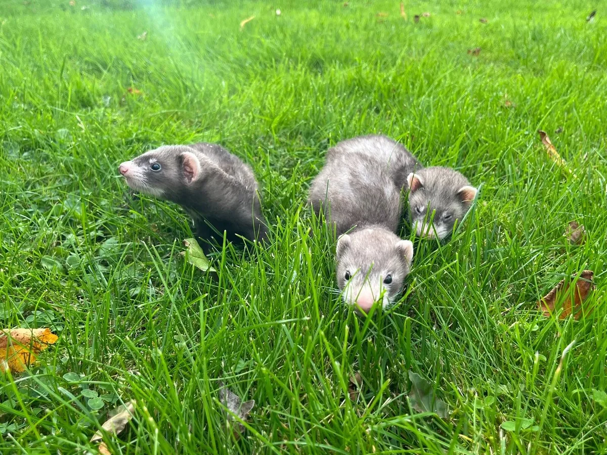 Ferrets - Image 2
