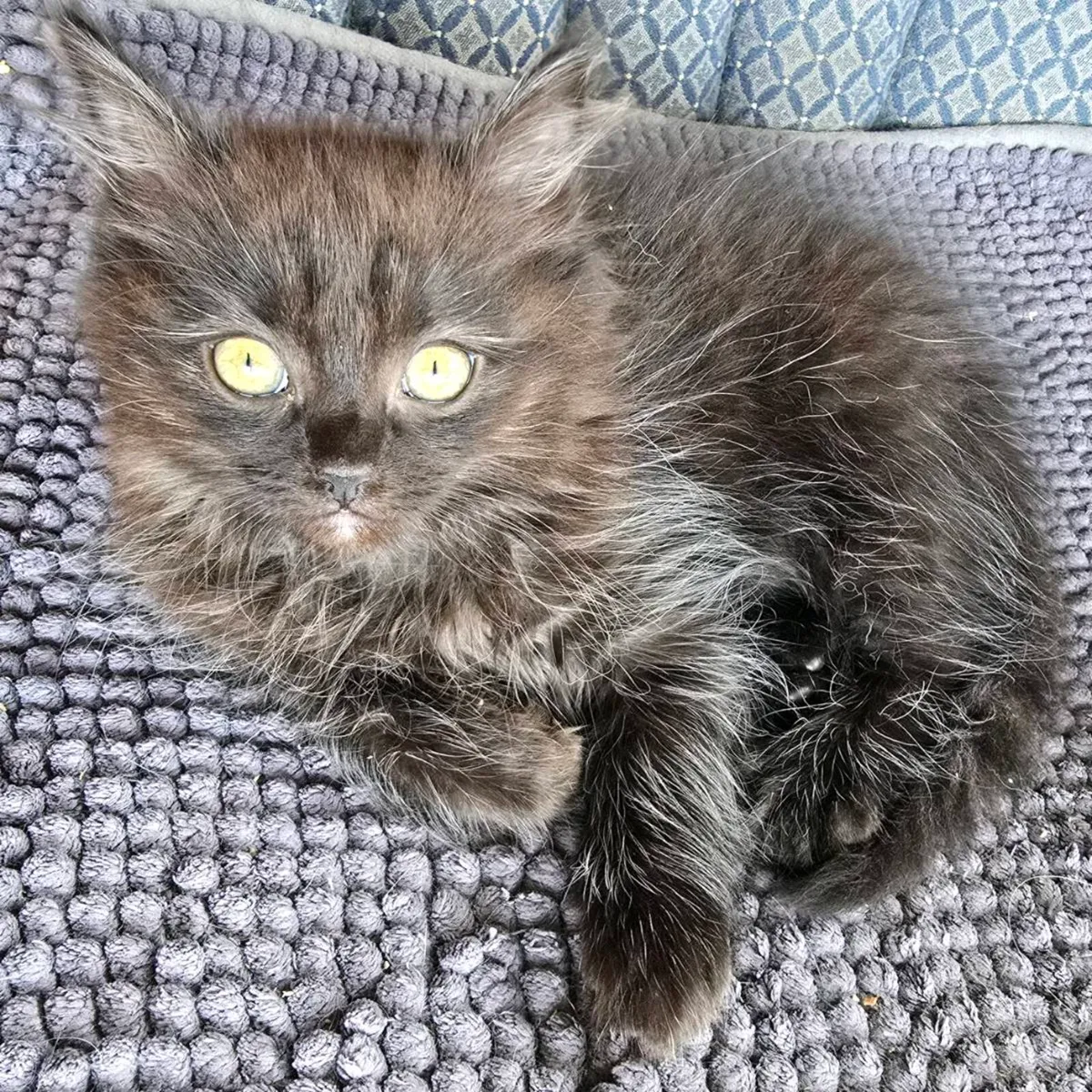 Siberian kittens - Image 2