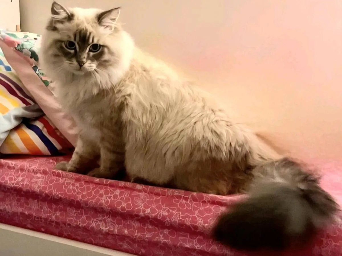 Siberian kittens - Image 3