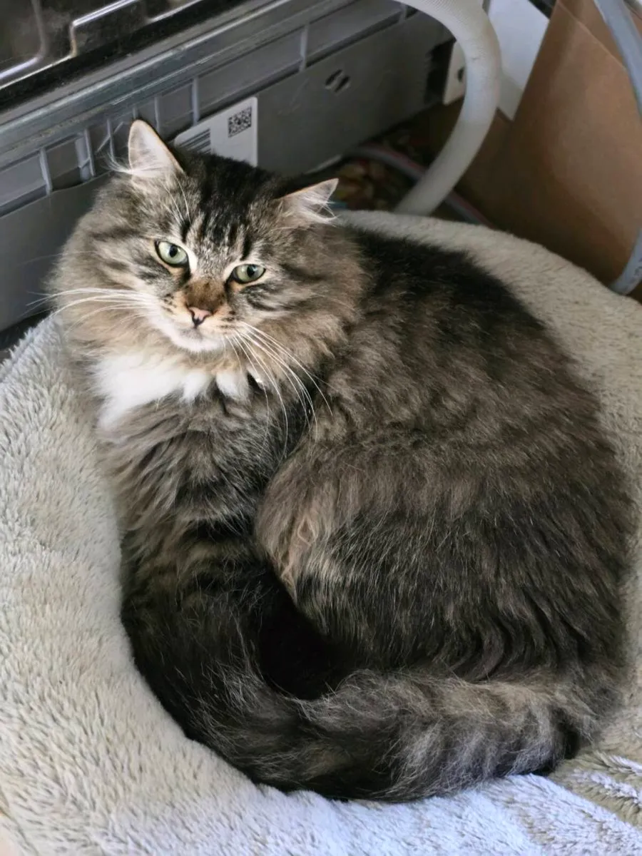 Siberian kittens - Image 4