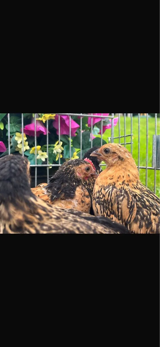 Bantam - Image 1