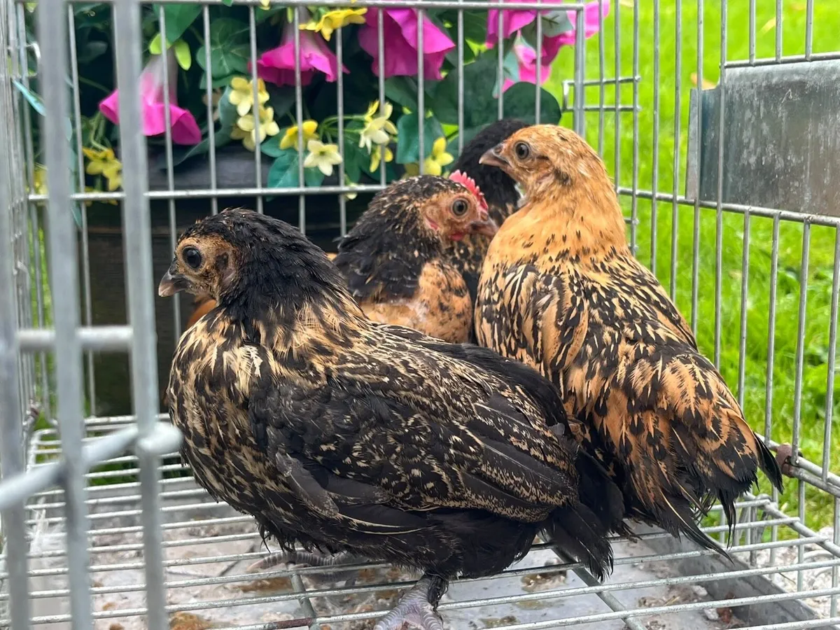 Bantam - Image 2