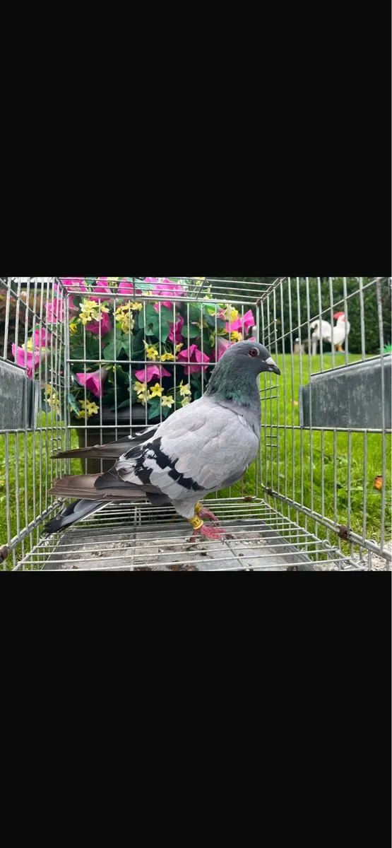 Pigeons - Image 1