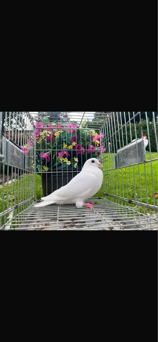 Pigeons - Image 2