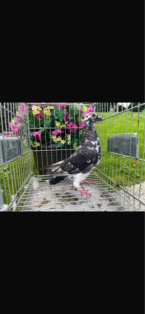 Pigeons - Image 3