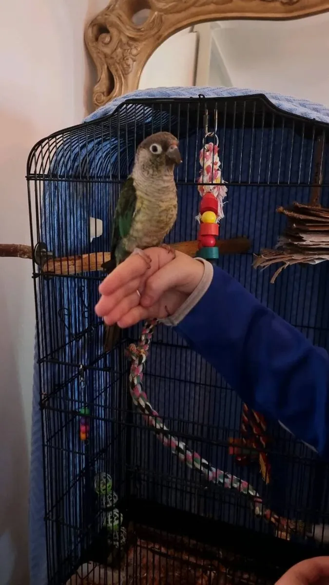 Conure - Image 1