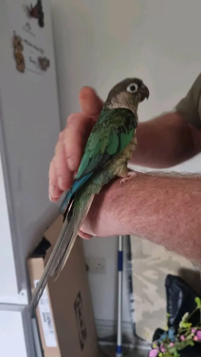 Conure - Image 3