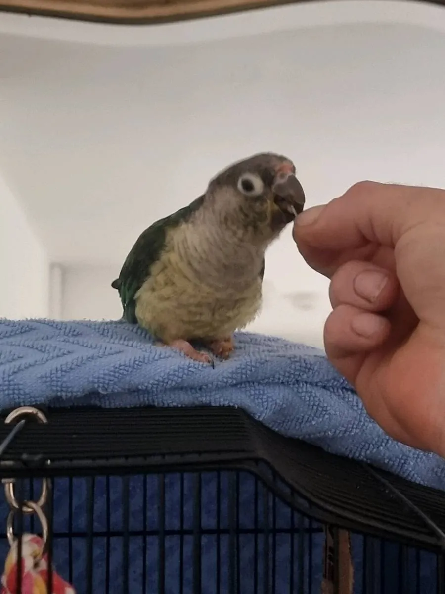 Conure - Image 4
