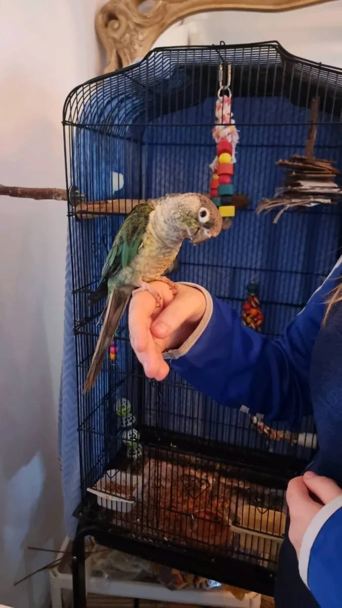 Conure - Image 2