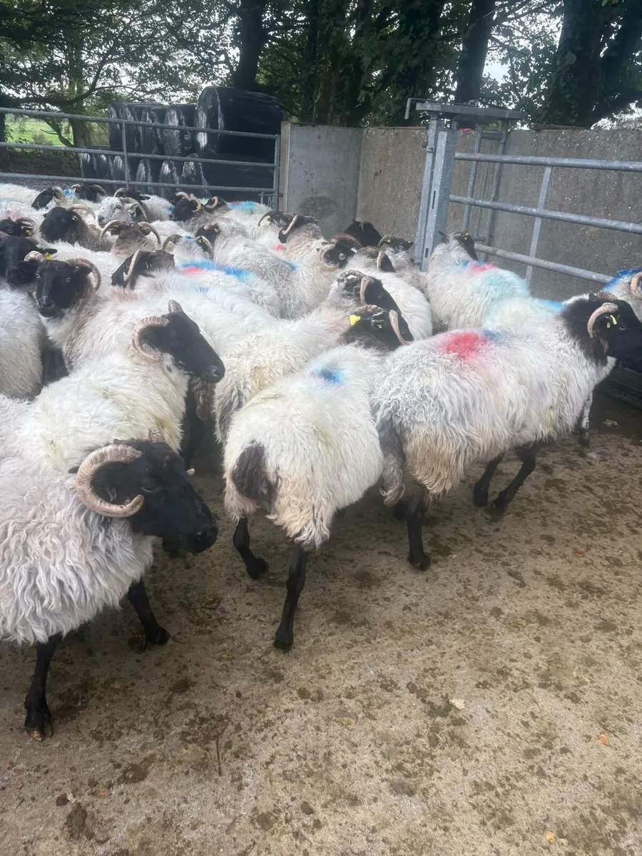 57 Broken mouths ewes - Image 1