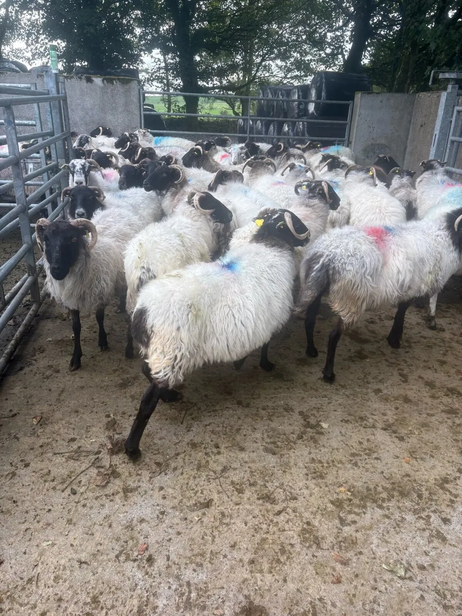57 Broken mouths ewes - Image 2