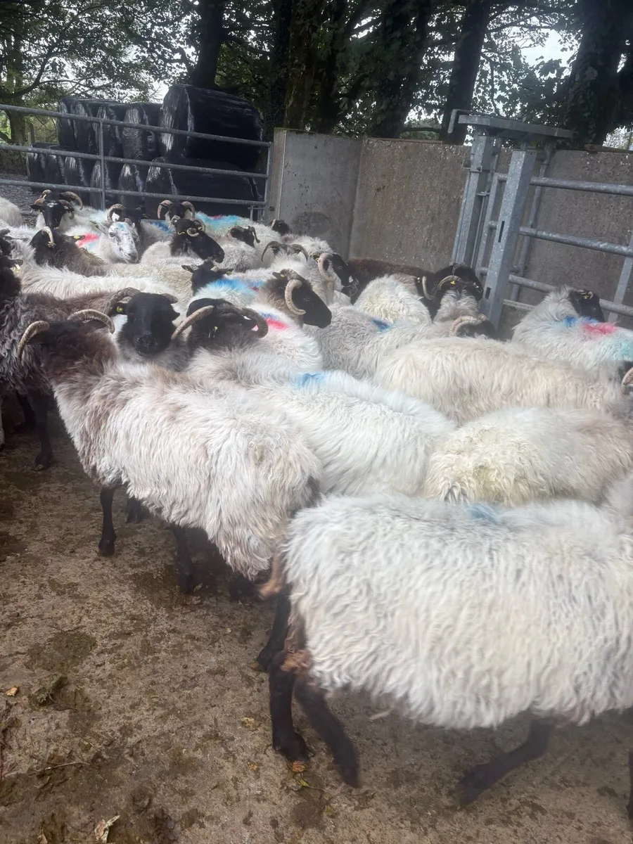 57 Broken mouths ewes - Image 3