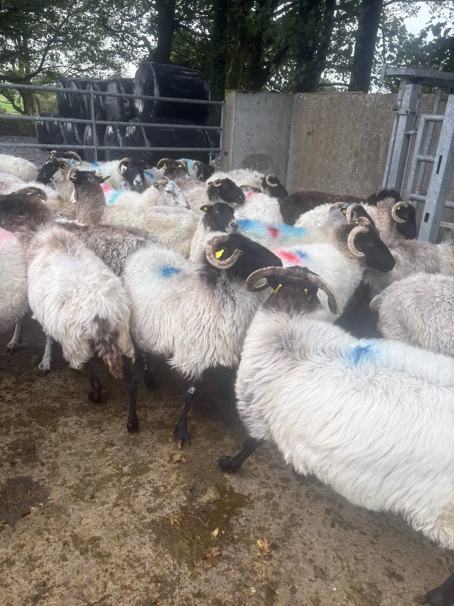 57 Broken mouths ewes - Image 4