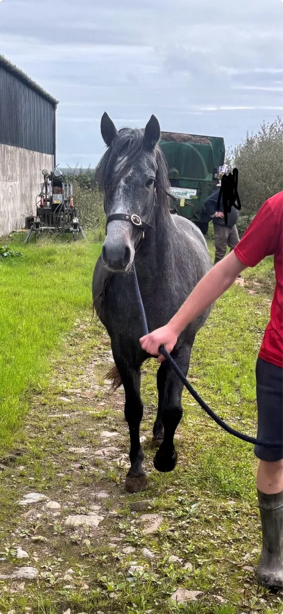 Connemara 3 year old - Image 1