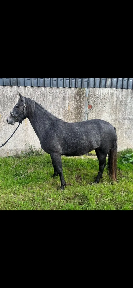 Connemara 3 year old - Image 2